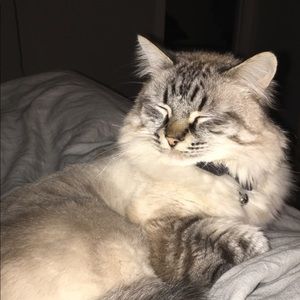 Meet your Posher, Samantha